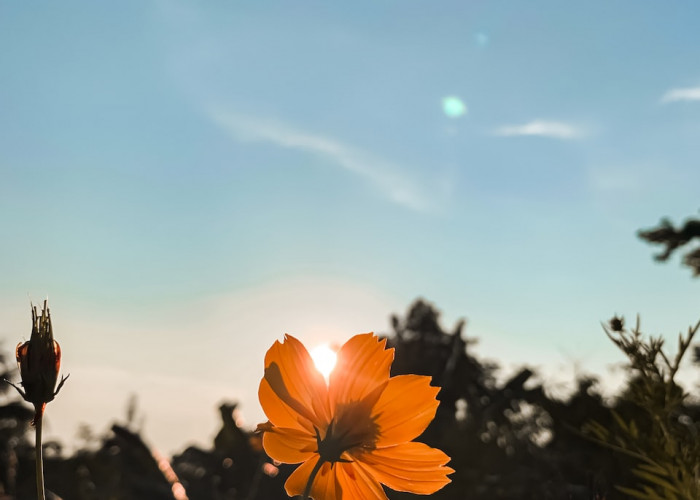 yellow flower under blue sky during daytime